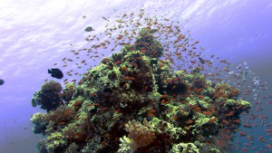 Korallenturm Abu Dabab Riff